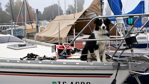 Dogs on a boat