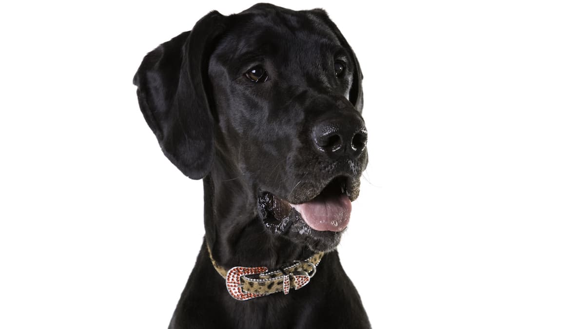 Benala Full Shining Rhinestone Studded Velvet Dog Collar Adjustble Crystal Rhinestone Dog Collar