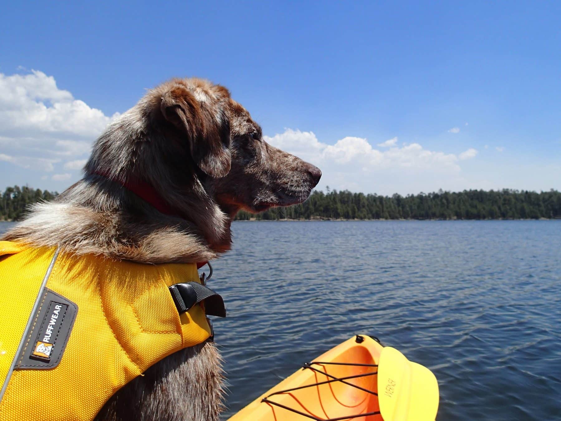 Dog Kayaks A Guide to Kayaking with Your Dog (and Which Kayaks Are Best) The Dog People by