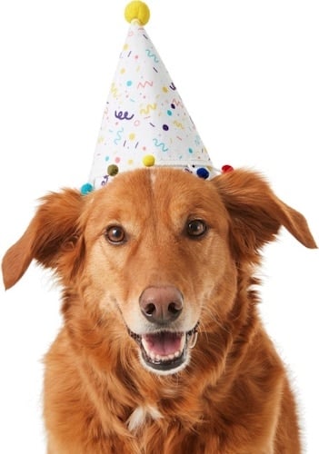 Dog in confetti party hat