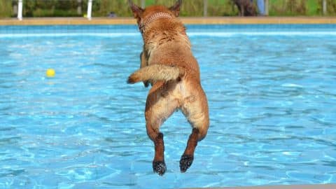 A dog jumping into an outdoor pool