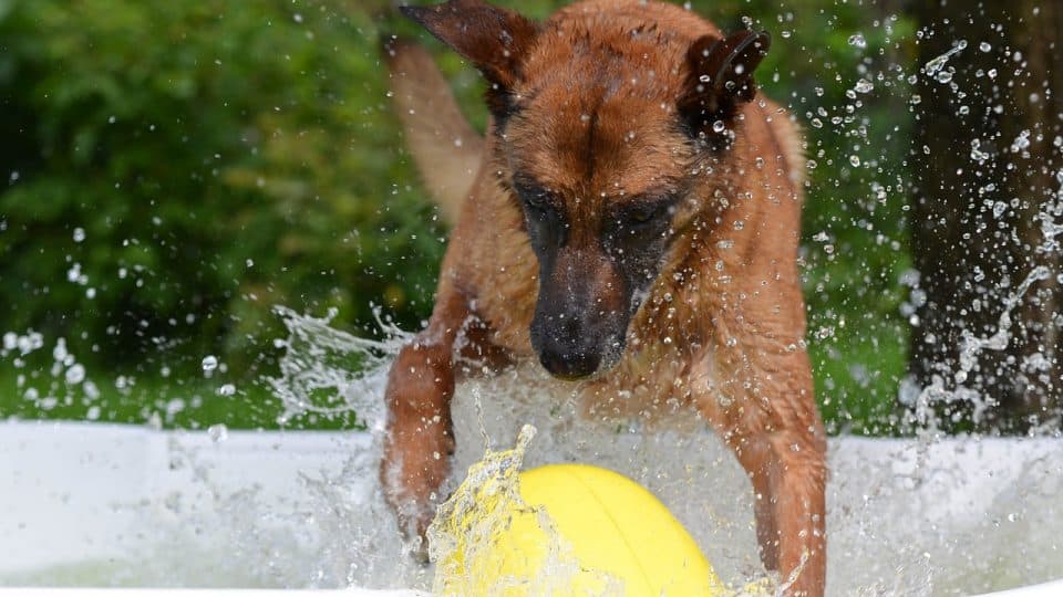 A dog playing with a large inflatable ball in a pool.