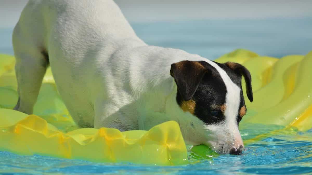 Where Can I Take My Dog Swimming near NYC? The Dog People by