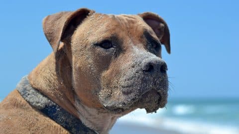 A brown dog with a collar looking out over a beach.