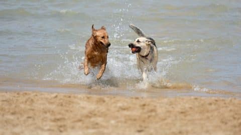 Two dogs running out of the surf.