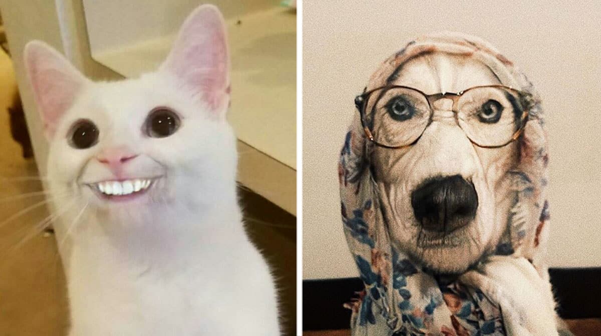 People are using FaceApp on Their Pets and the Results Are Outrageous | The  Dog People by 