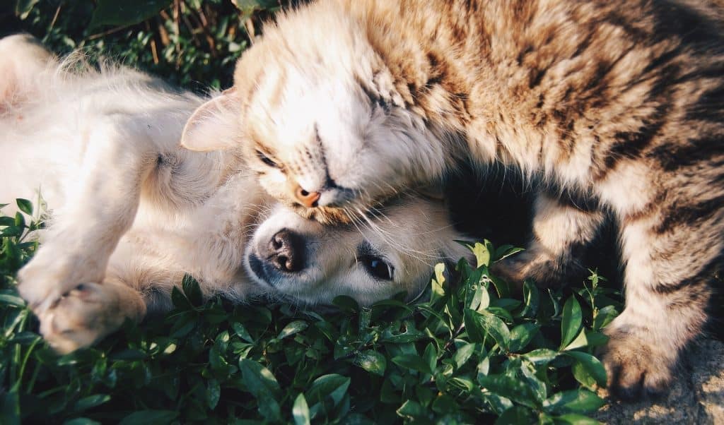 10 Races De Chiens Qui Sentendent Bien Avec Les Chats