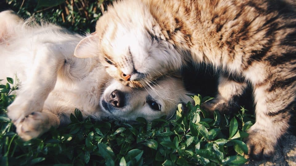 small dog breeds that get along with cats