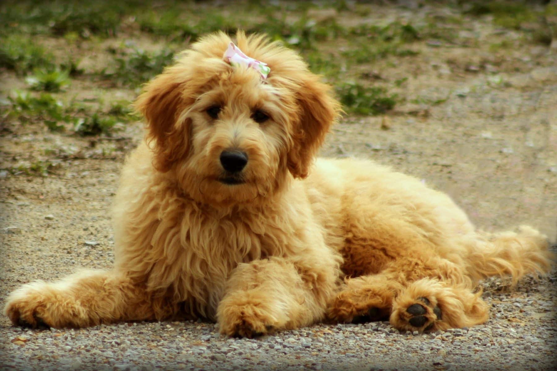 Are Goldendoodles Good Family Pets?