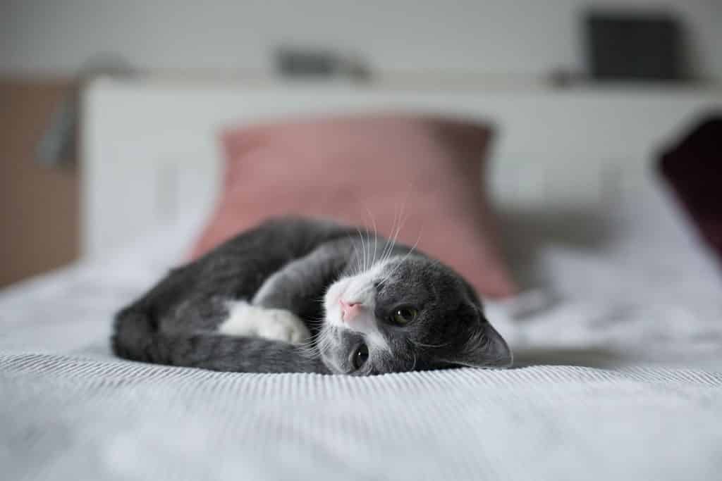 Why Do Cats Sleep On You? 5 Reasons Explained