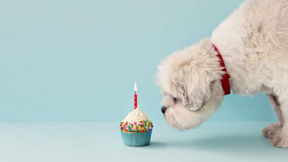 Dog with birthday cupcake