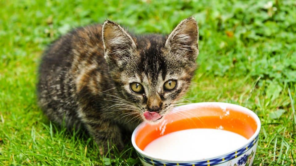 Kitten drinking milk out of bowl