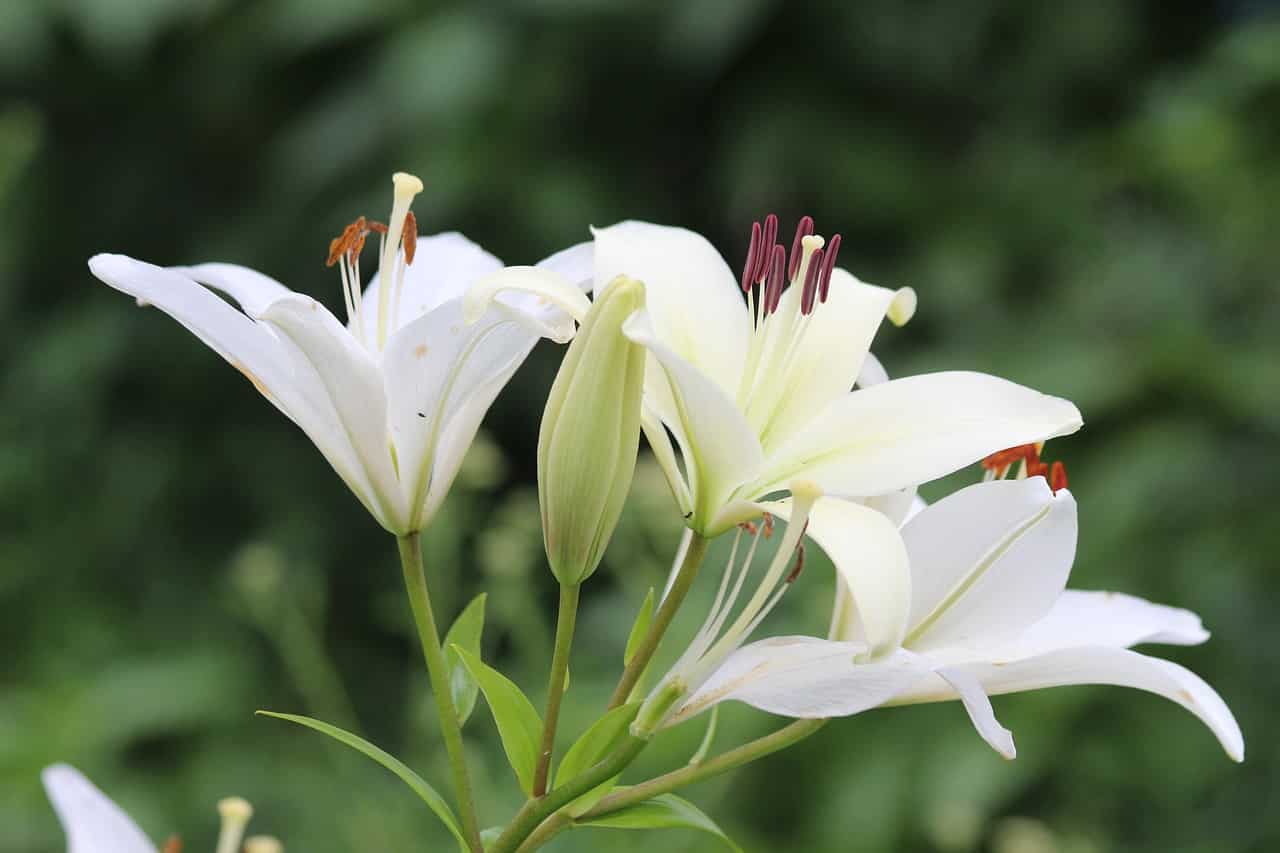are lilies toxic to dogs