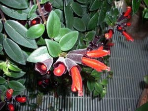 Lipstick plants are safe for cats