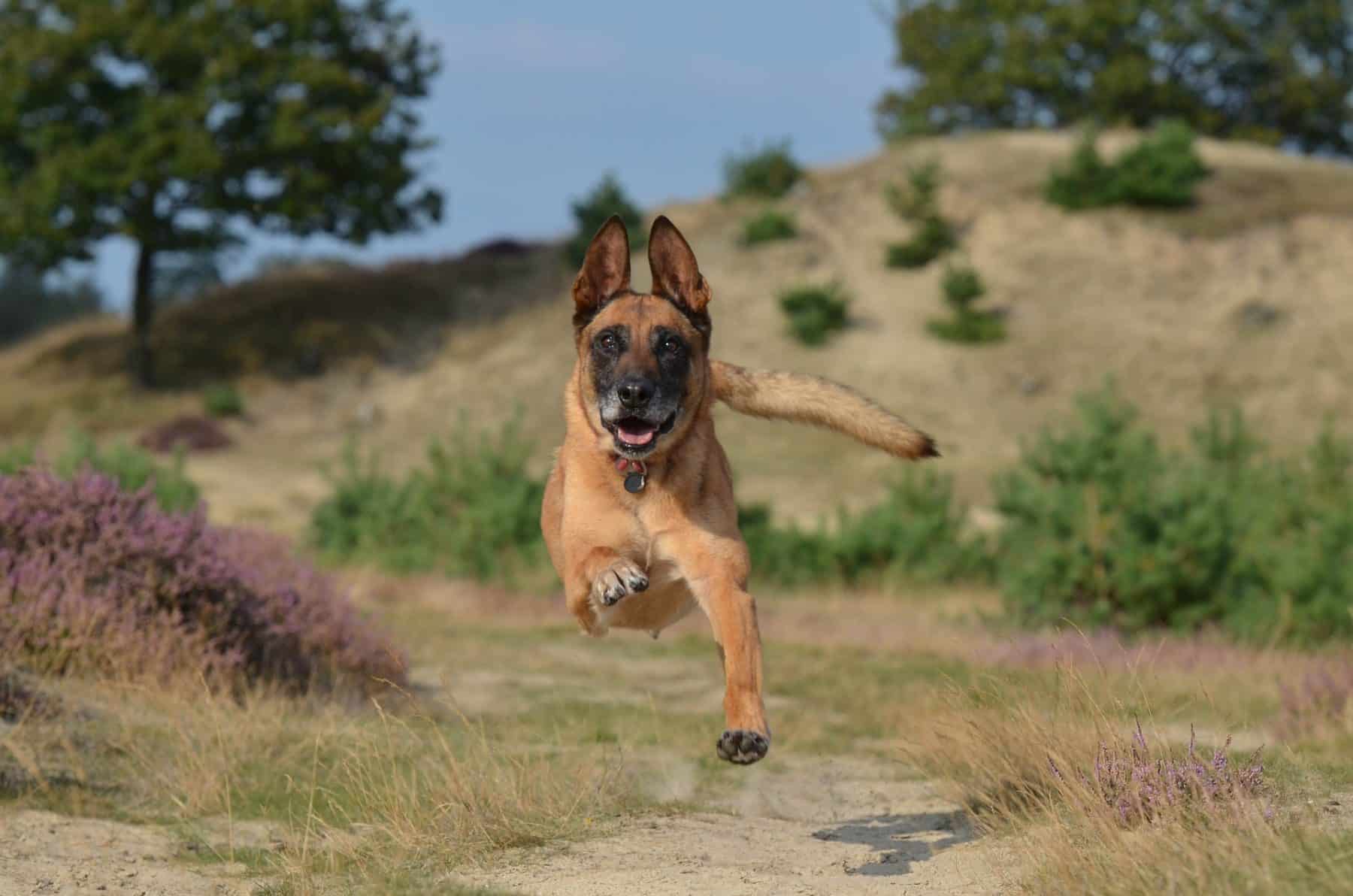 Difference Entre Berger Allemand Et Malinois Berger allemand ou Malinois : voir les différences | Le blog de Rover.com