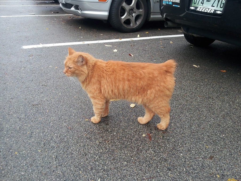 orange manx cat
