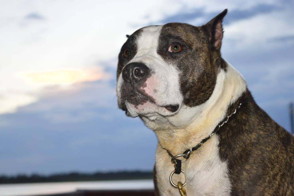 American Staffordshire Terrier Vs Pitbull: Tell Them Apart