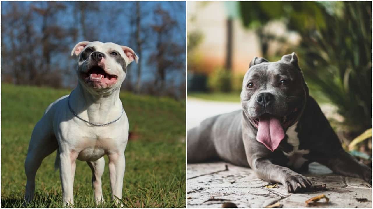 Staffordshire Bull Terrier Vs Pit Bull What S The Difference The Dog People By Rover Com