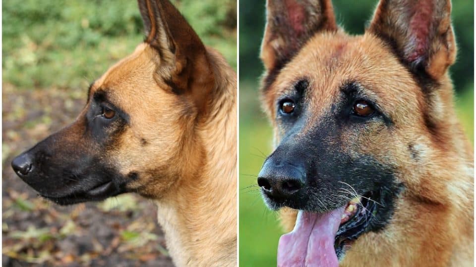 Belgian Malinois vs German Shepherds: What's the Difference? | The Dog  People by 