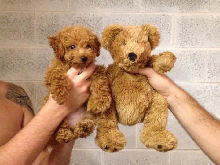 chien chinois peluche