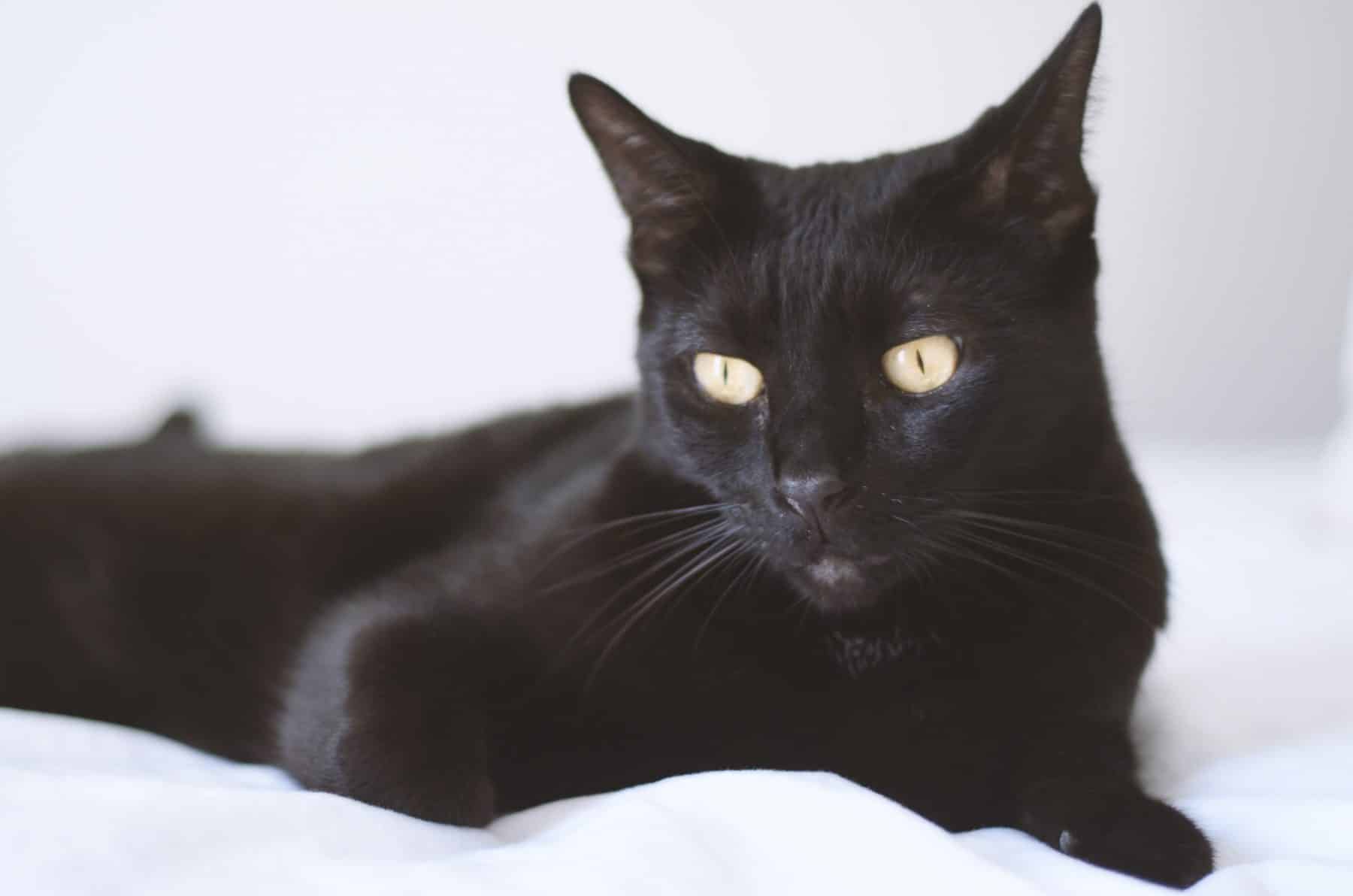 10 Facts You Probably Didn't Know About Bombay Cats | The Dog People by  
