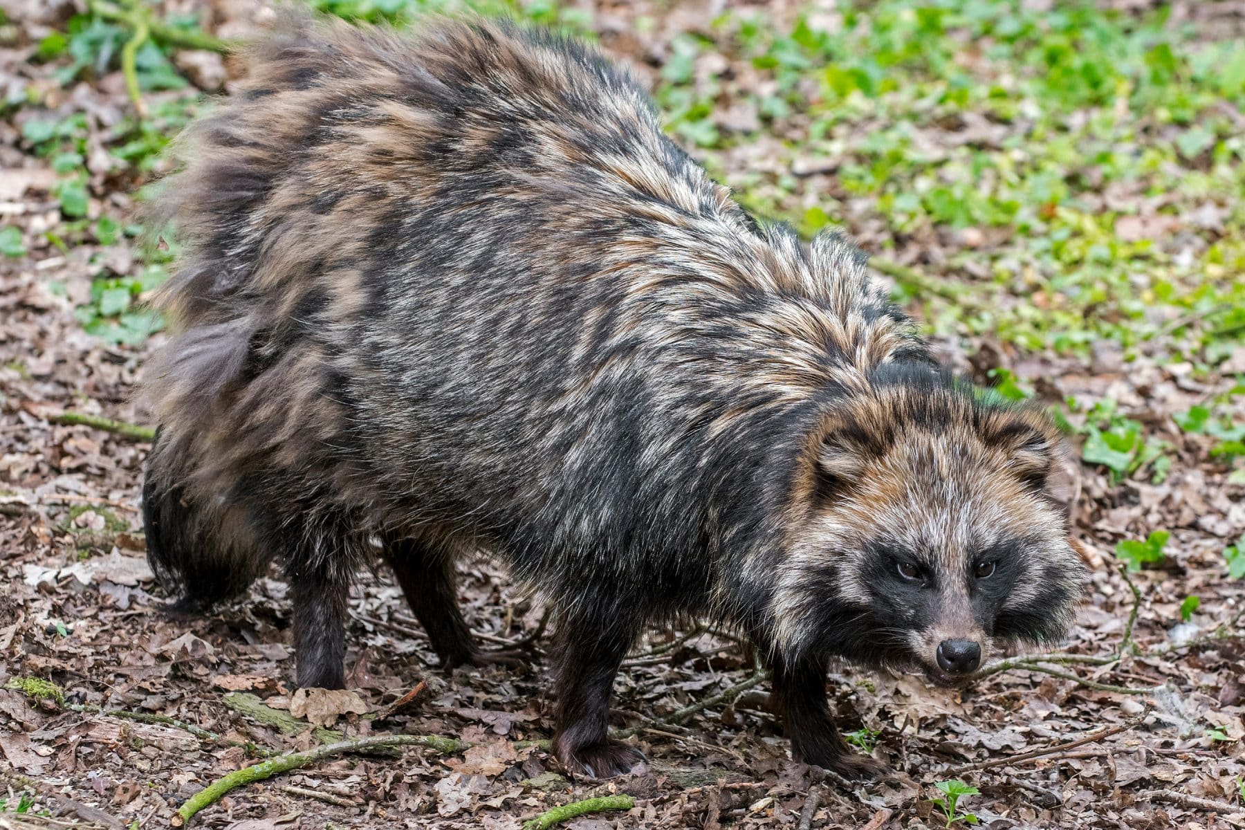 Raccoon Dogs: What Are They, Anyway? | The Dog People by Rover.com