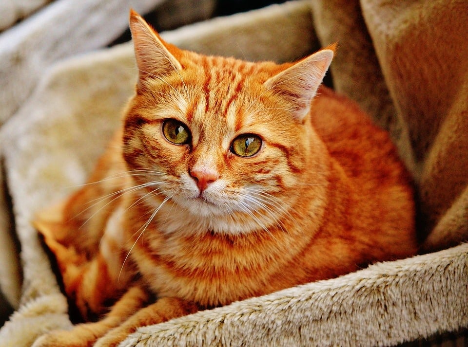Cats Life Expectancy Hyperthyroidism In Cats Left Untreated