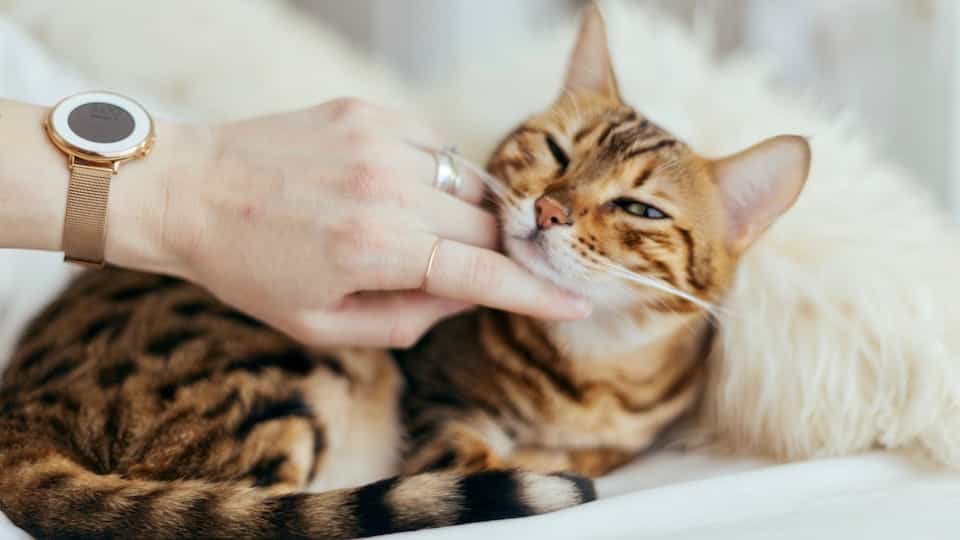Pourquoi les chats ronronnent-ils? Explications et bienfaits