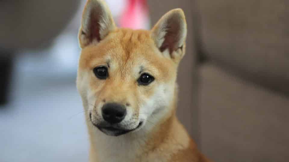 Shiba Inu Puppies The Ultimate Guide For New Dog Owners The Dog
