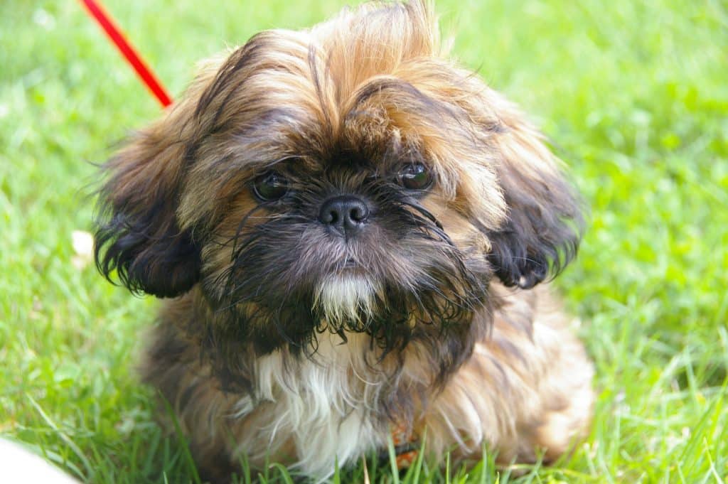 shih tzu for dummies