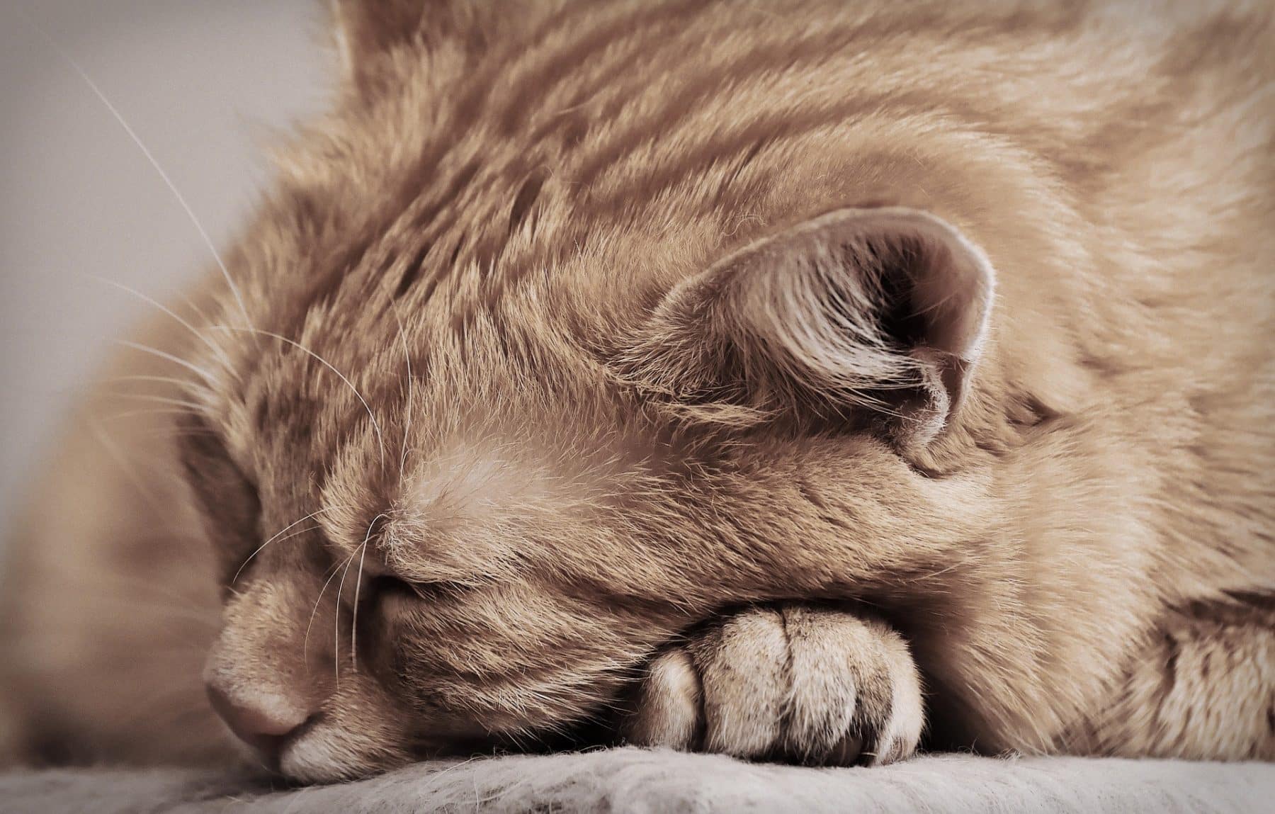 Mon chat estil triste ? 9 signes de déprime chez le chat Rover Blog — free download
