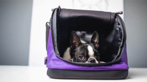 A Boston terrier in a Sleepypod AIR pet carrier