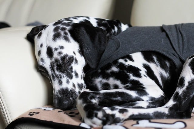 ThunderShirts for Dogs | Do Anxiety Wraps for Dogs Really Work?