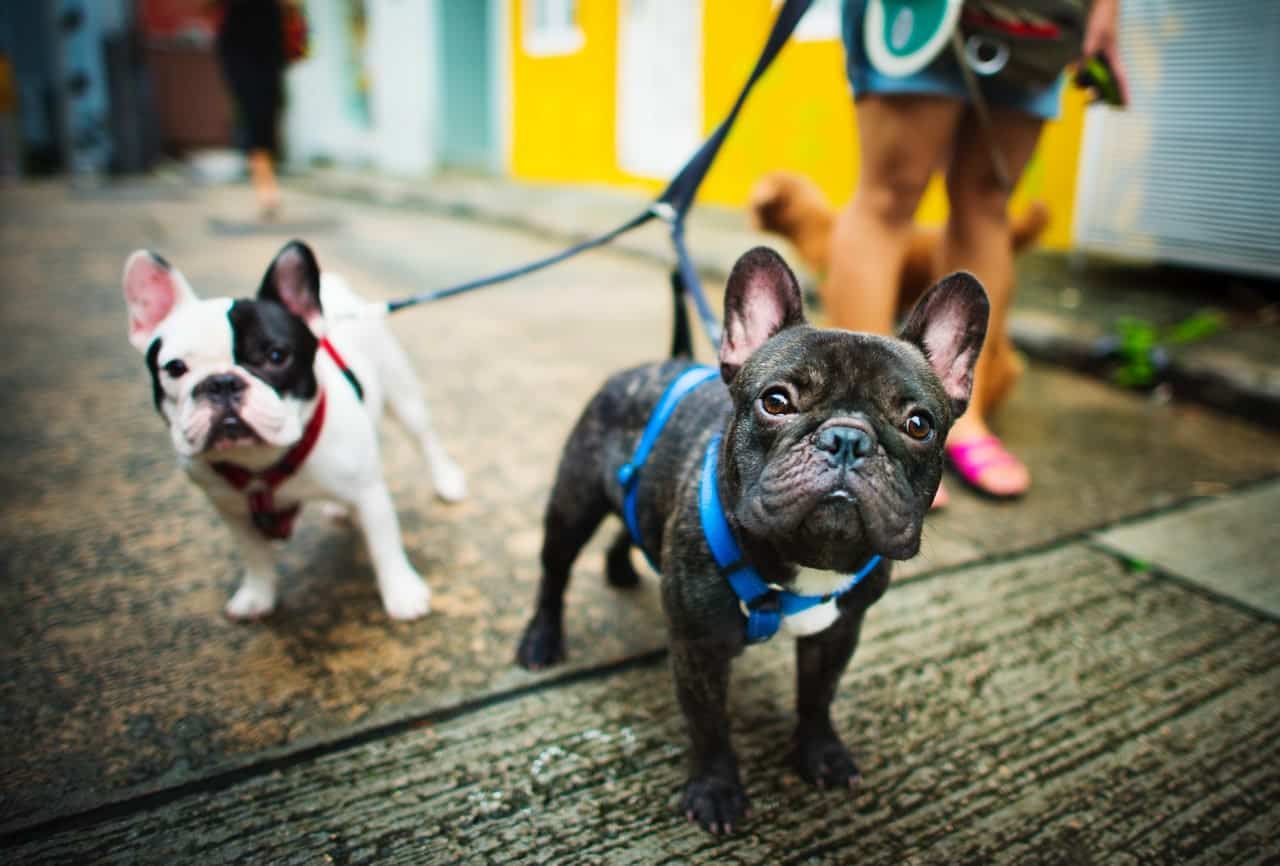 deux bouledogues français en laisse