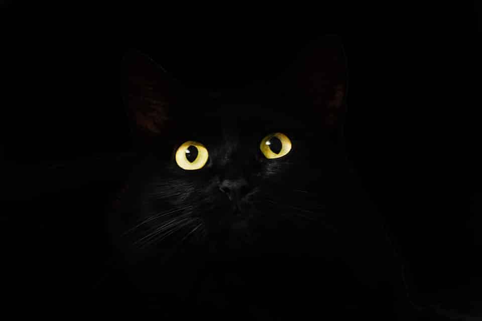 Can Cats See in the Dark? What You Should Know About Cat Vision