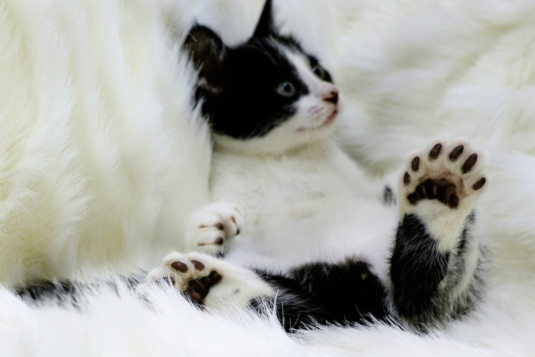 Polydactyl Cats What You Should Know About These Multi toed Kitties