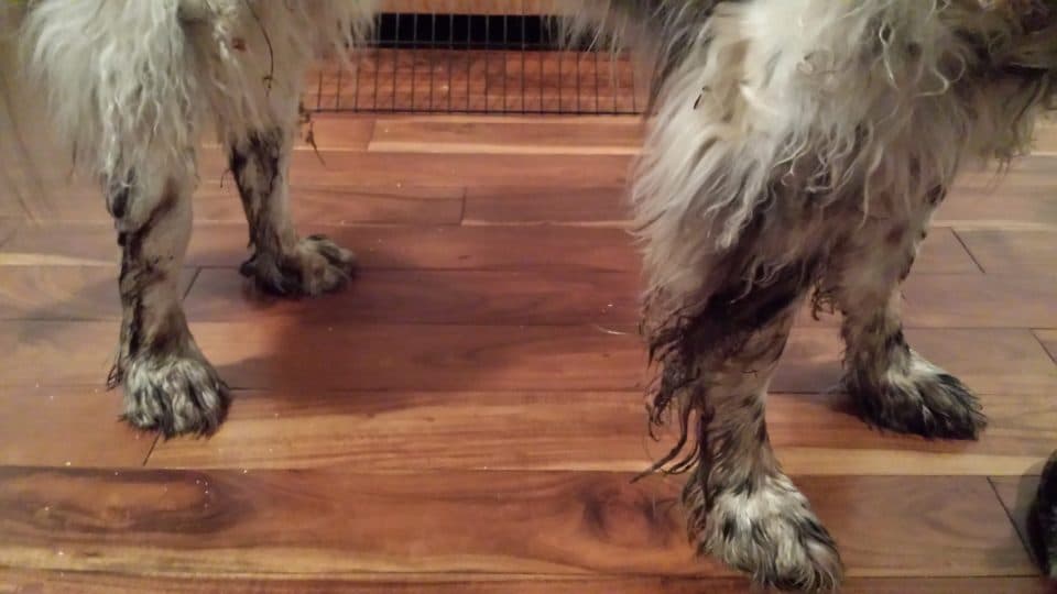 Wet Dog Smell How to Get Rid of It (and Why It Happens)