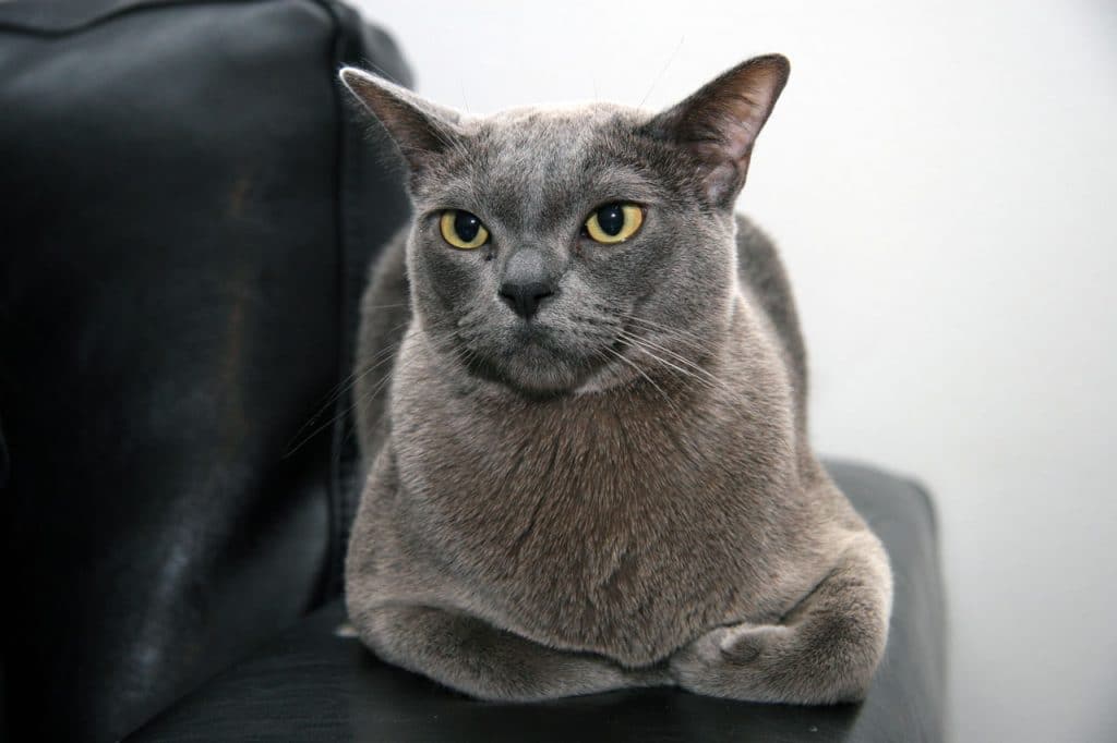 11 Facts You Probably Don't Know About the Burmese Cat