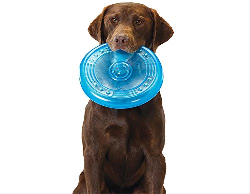 brown dog sitting holding Petstages Orka Flyer blue translucent frisbee in mouth