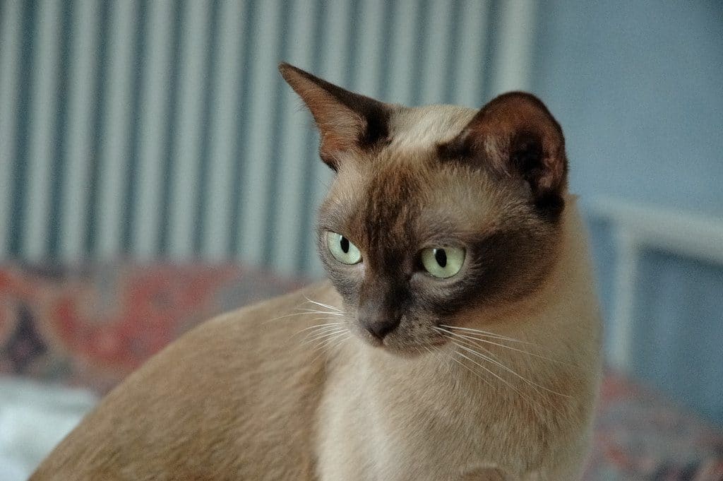 11 Facts You Probably Don't Know About the Burmese Cat