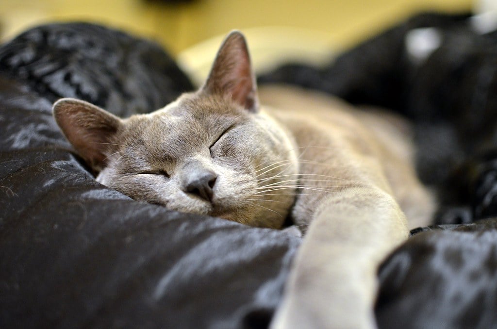11 Facts You Probably Don't Know About the Burmese Cat