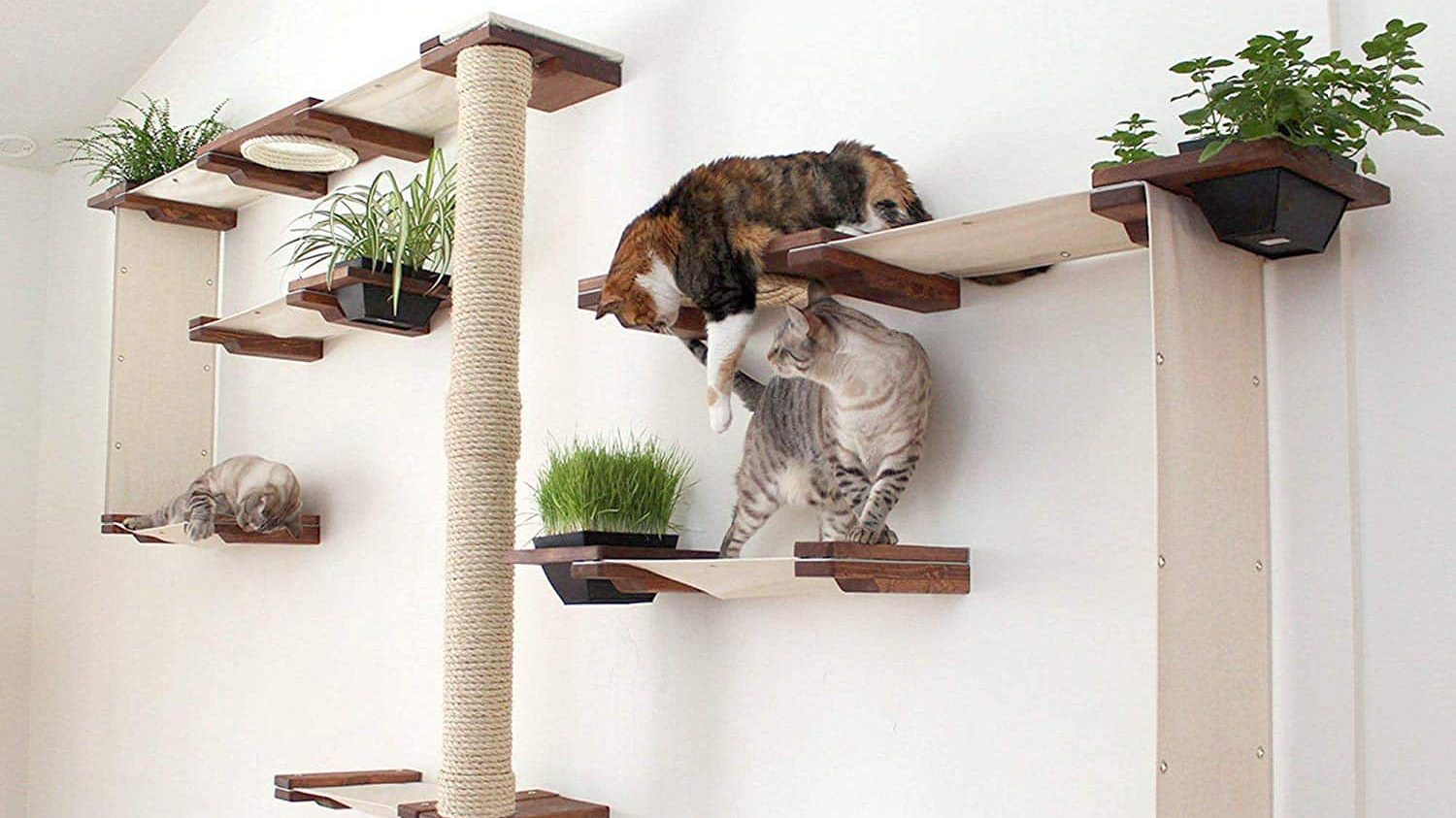 cat playground on wall
