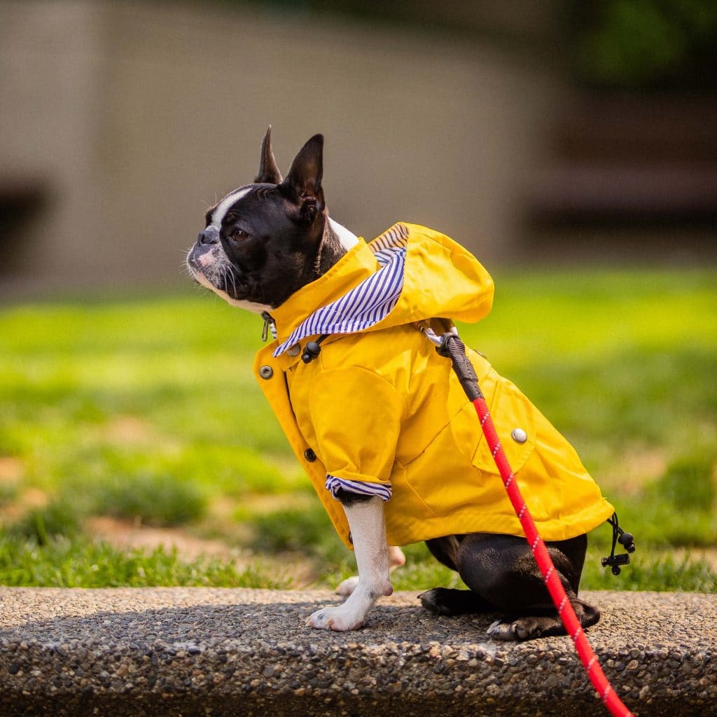 Best Dog Raincoats 13 Dry and Cozy Dog Raincoats for Wet Walks