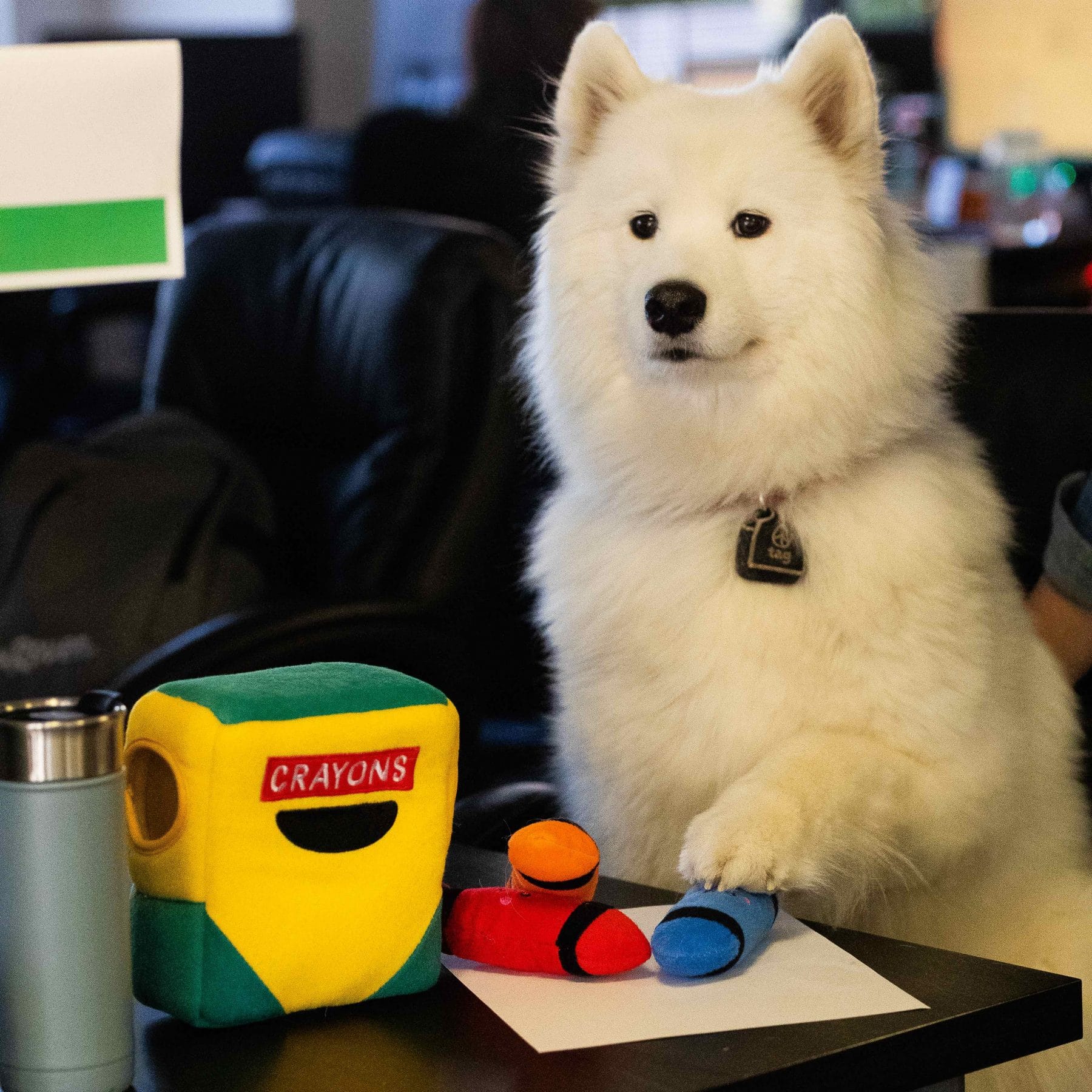 Back to School Dogs 5 Back to School Essentials for Dogs in 2019