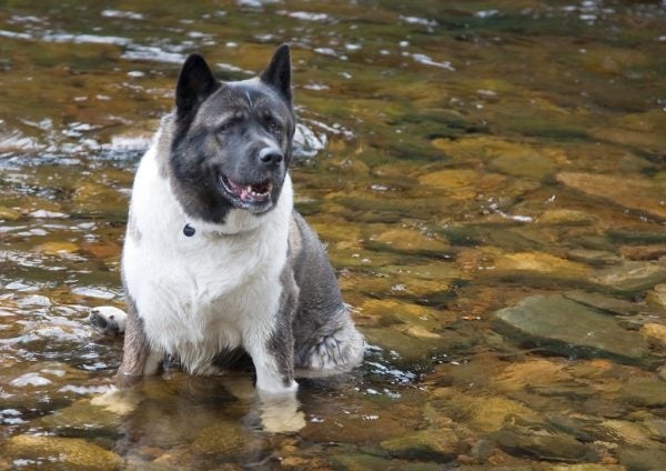Akita sitting in pond happily