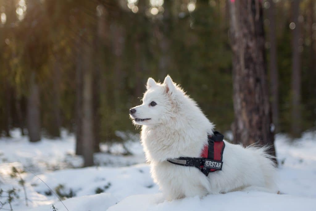 domestic dogs that look like foxes