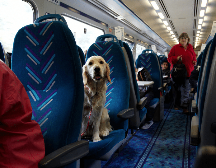Can I Take My Dog on Amtrak? | The Dog 
