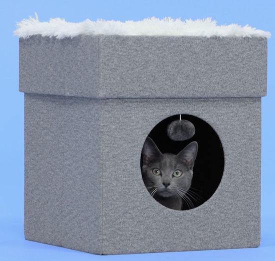 Frisco cat cube