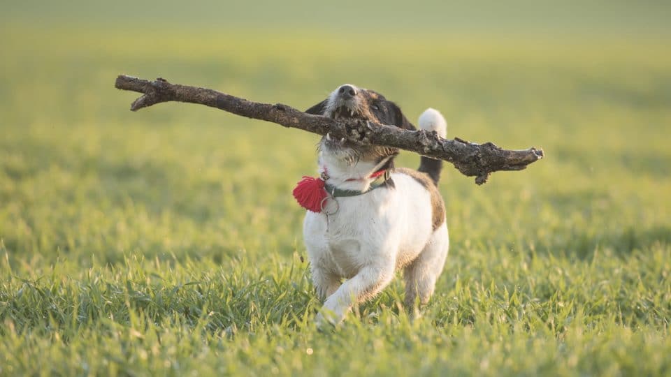Jack Russell running with large stick