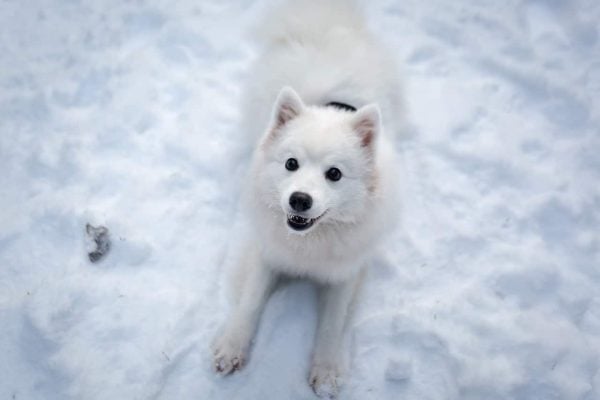 Japanese Spitz sitting in snow